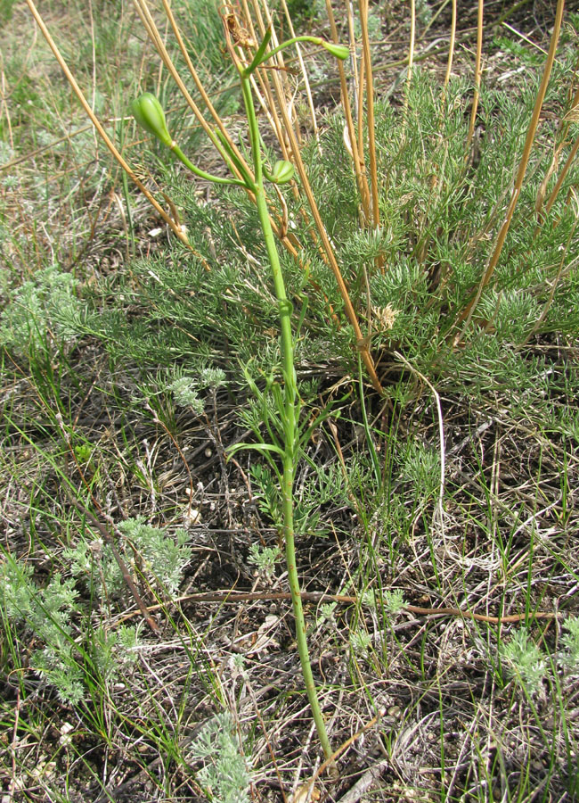 Image of Lilium pumilum specimen.