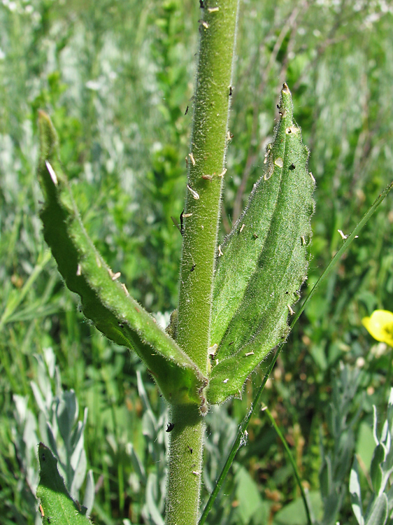 Image of Silene viscosa specimen.