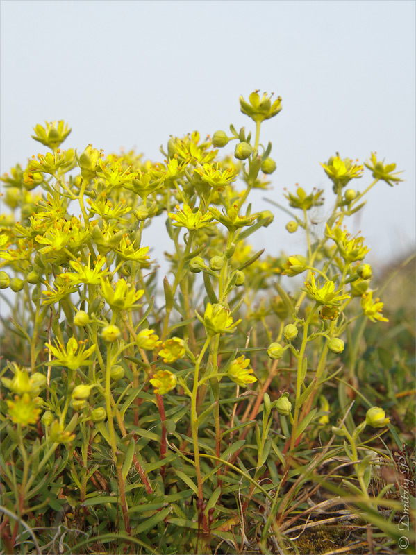 Image of Saxifraga aizoides specimen.
