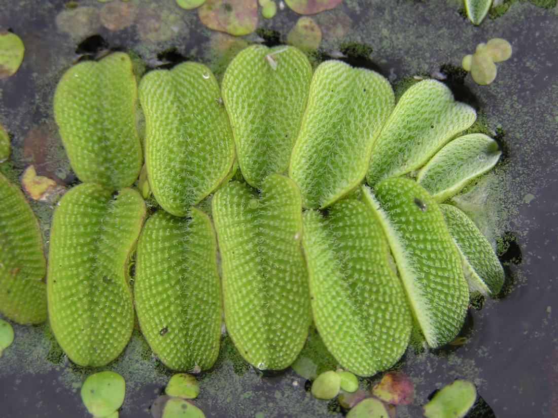 Image of Salvinia natans specimen.