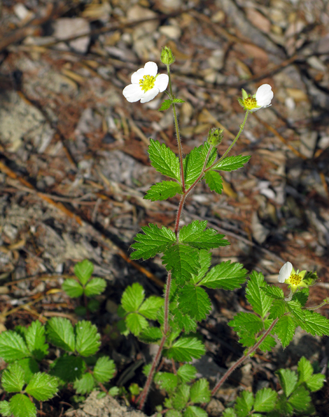 Image of Potentilla inquinans specimen.