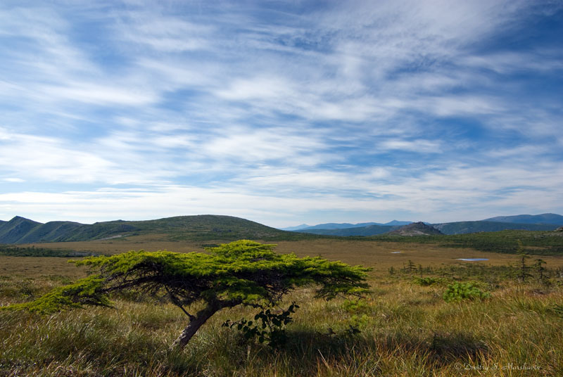 Image of Larix cajanderi specimen.