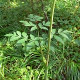 Angelica sylvestris