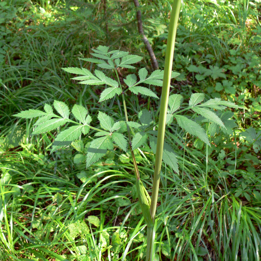 Изображение особи Angelica sylvestris.