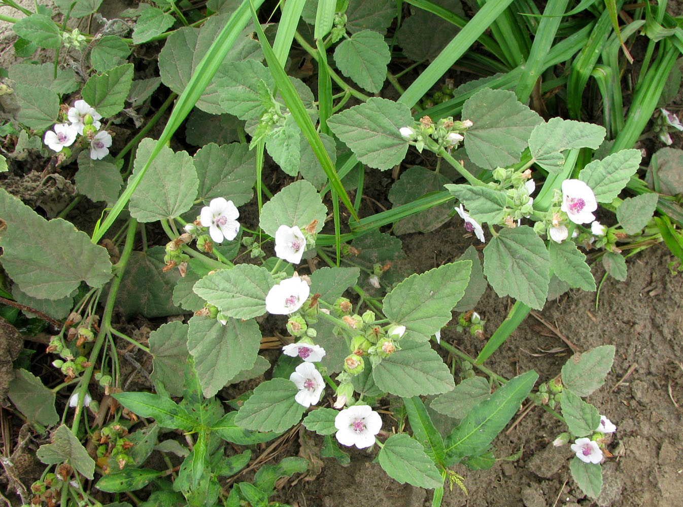 Изображение особи Althaea officinalis.