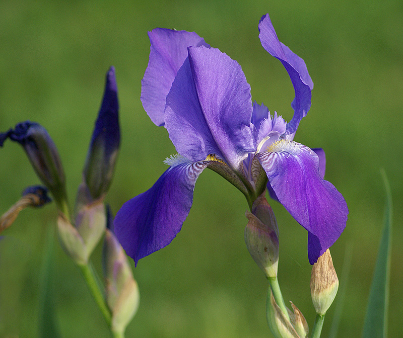 Image of Iris nyaradyana specimen.