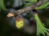 Larix sibirica