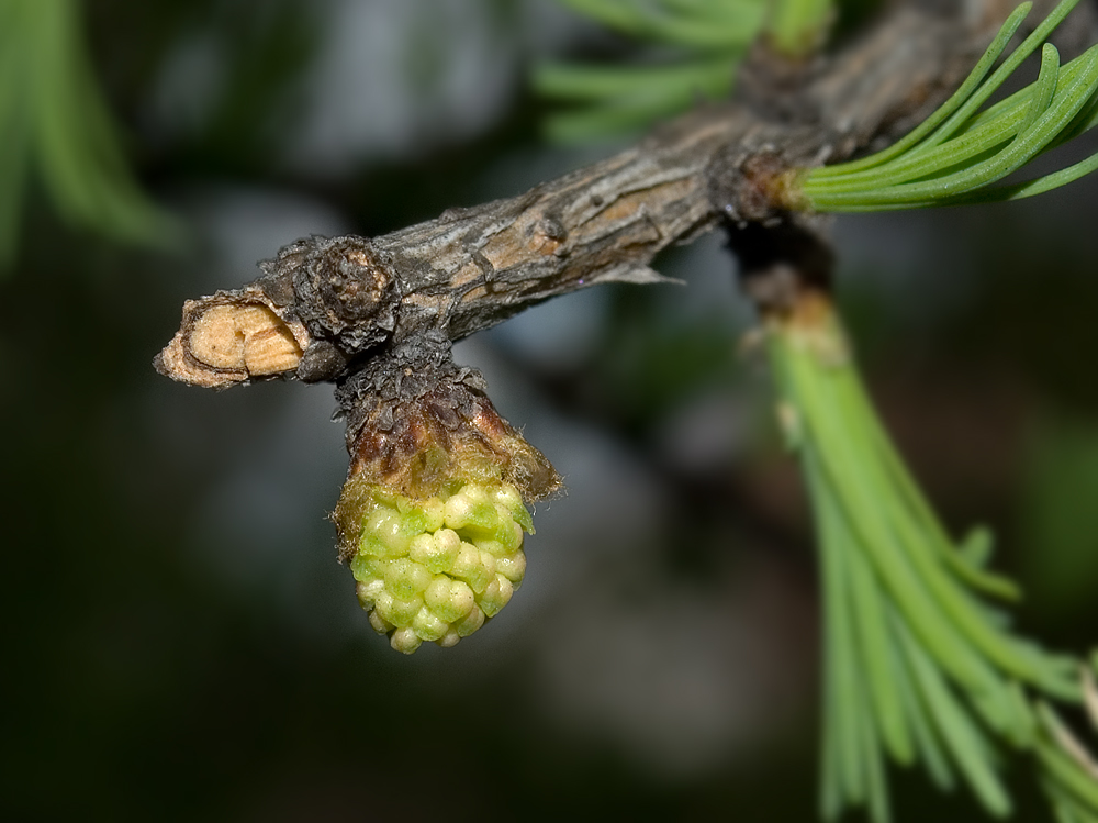 Изображение особи Larix sibirica.