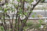 Viburnum farreri