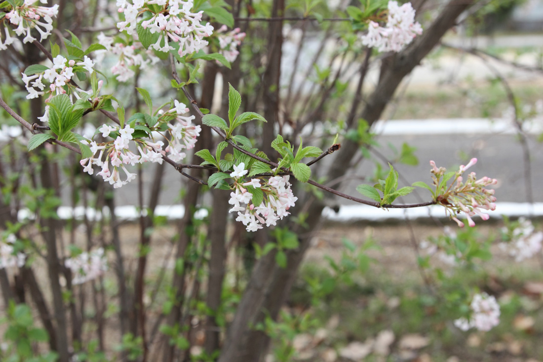 Изображение особи Viburnum farreri.