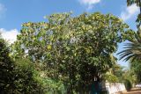 Ficus auriculata. Крона дерева. Израиль, Шарон, г. Герцлия, в культуре. 26.03.2012.