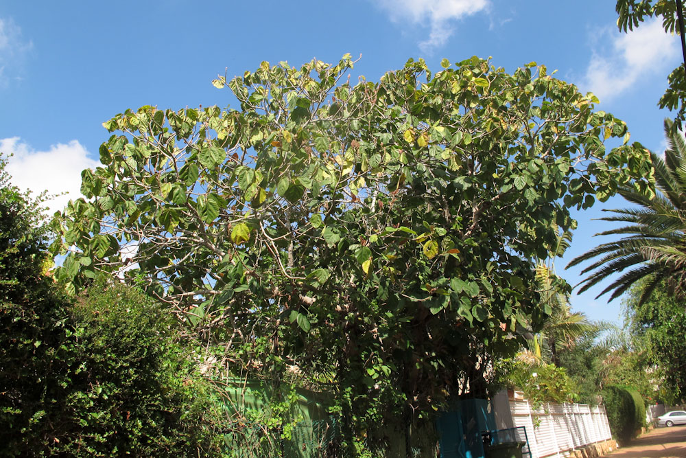 Изображение особи Ficus auriculata.