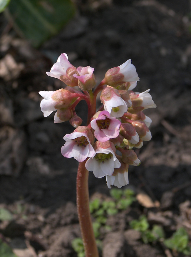 Изображение особи Bergenia ligulata.