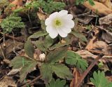 genus Anemone. Цветущее растение. Владивосток, Ботанический сад-институт ДВО РАН. 30 апреля 2012 г.