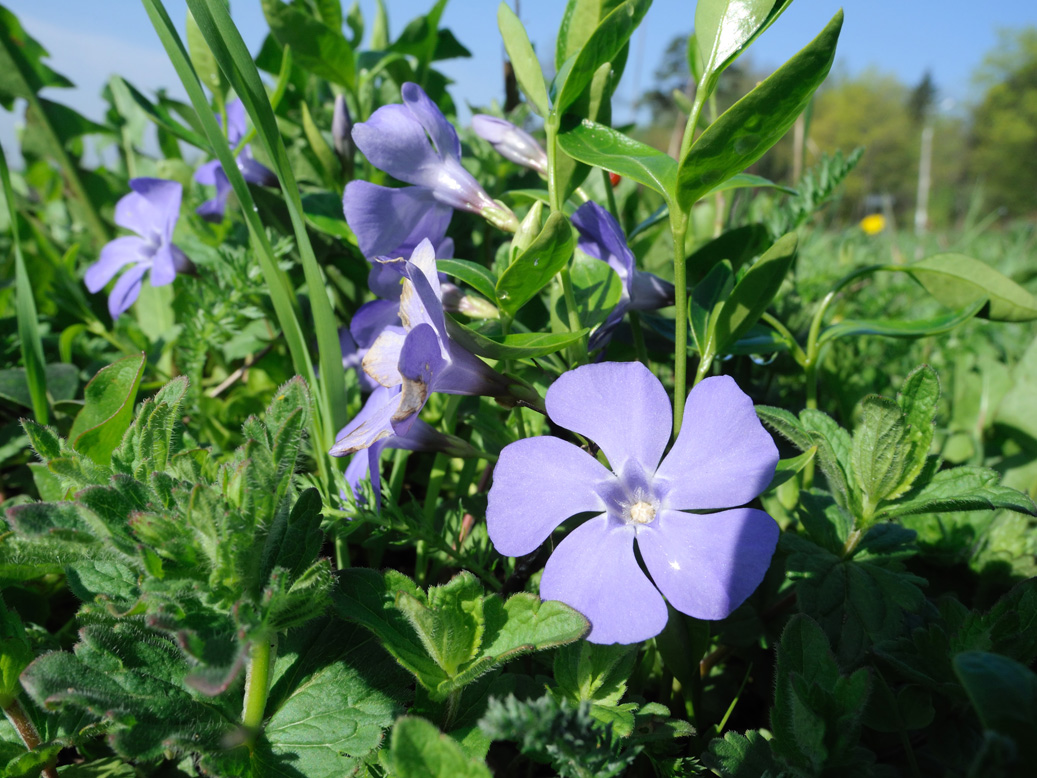 Image of Vinca minor specimen.