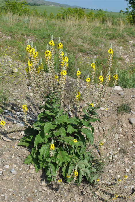 Image of Verbascum formosum specimen.