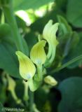 Aristolochia clematitis