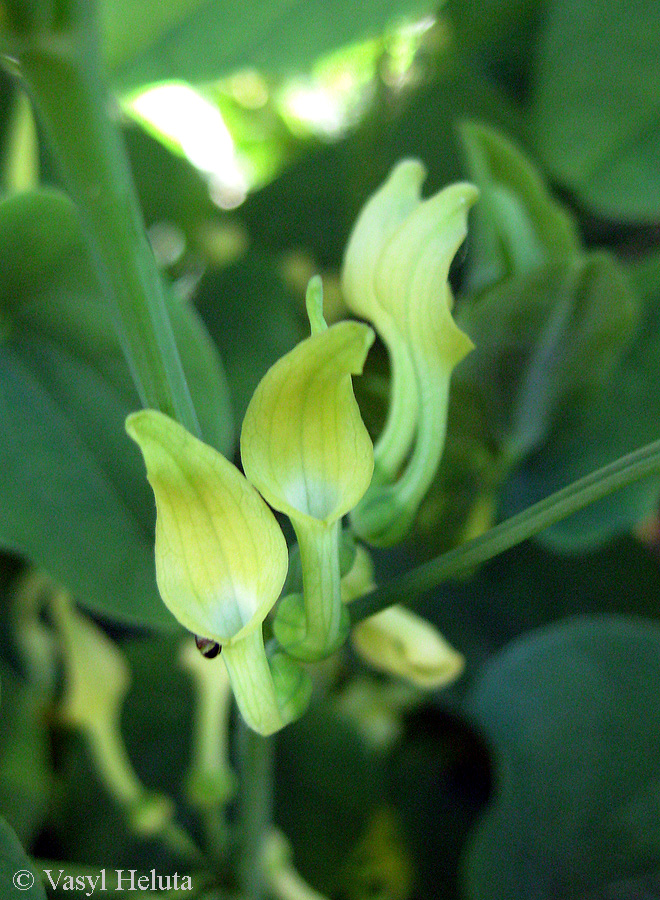 Image of Aristolochia clematitis specimen.