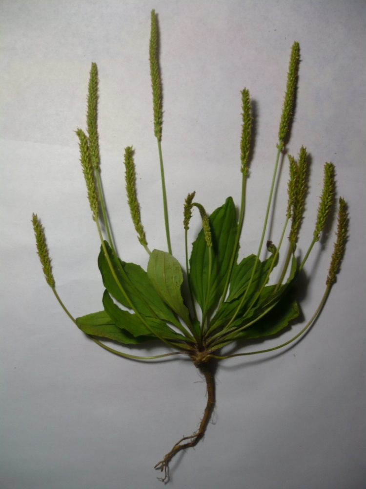 Изображение особи Plantago depressa.