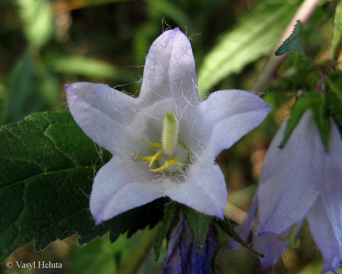 Image of Campanula trachelium specimen.