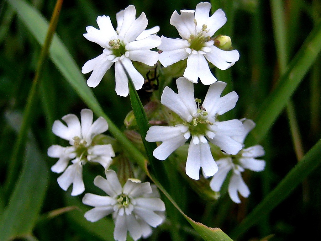 Image of Silene amoena specimen.