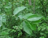 Salix myrsinifolia