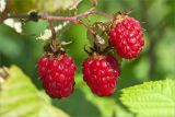 Rubus idaeus