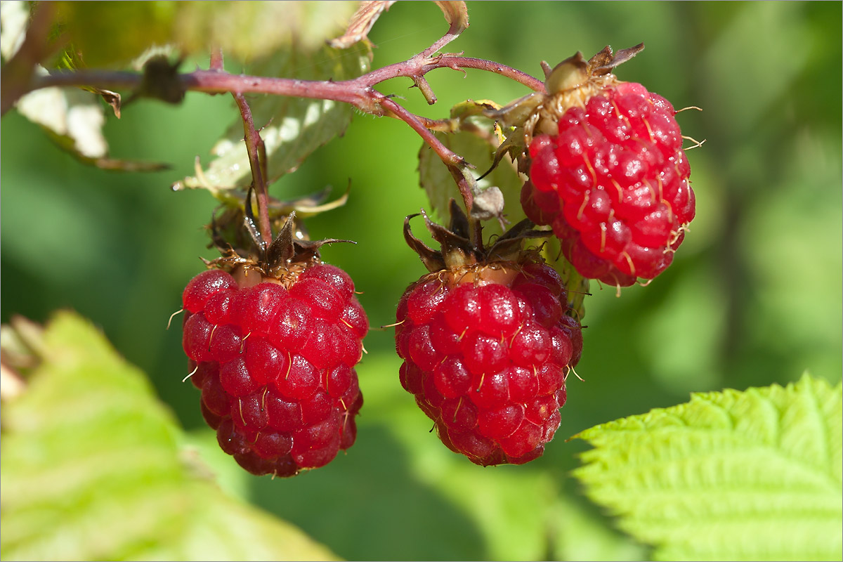 Изображение особи Rubus idaeus.