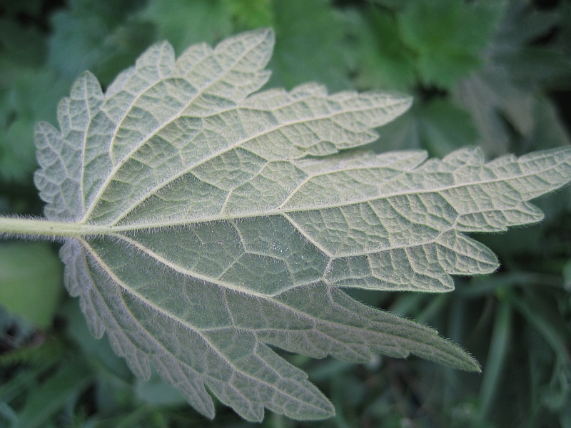 Изображение особи Leonurus quinquelobatus.