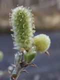 Salix lanata. Женское соцветие (сильно увеличено). Справа - нераспустившаяся серёжка. Мурманская обл., долина р. Лавна. Начало июня.