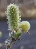 Salix lanata