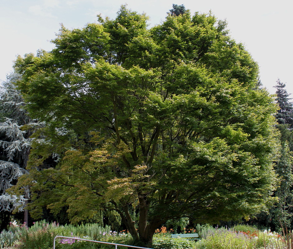 Image of Acer japonicum specimen.