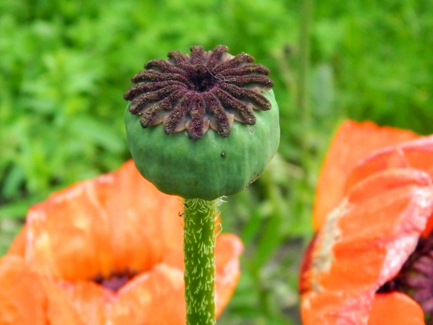 Image of Papaver bracteatum specimen.