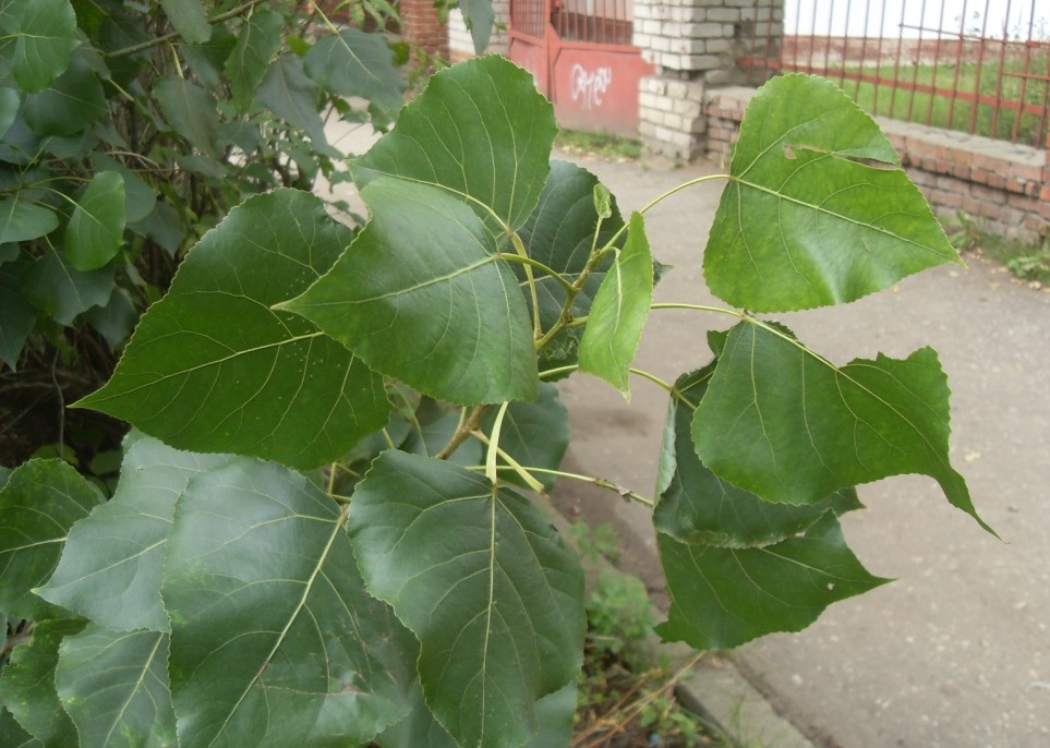 Изображение особи Populus deltoides.