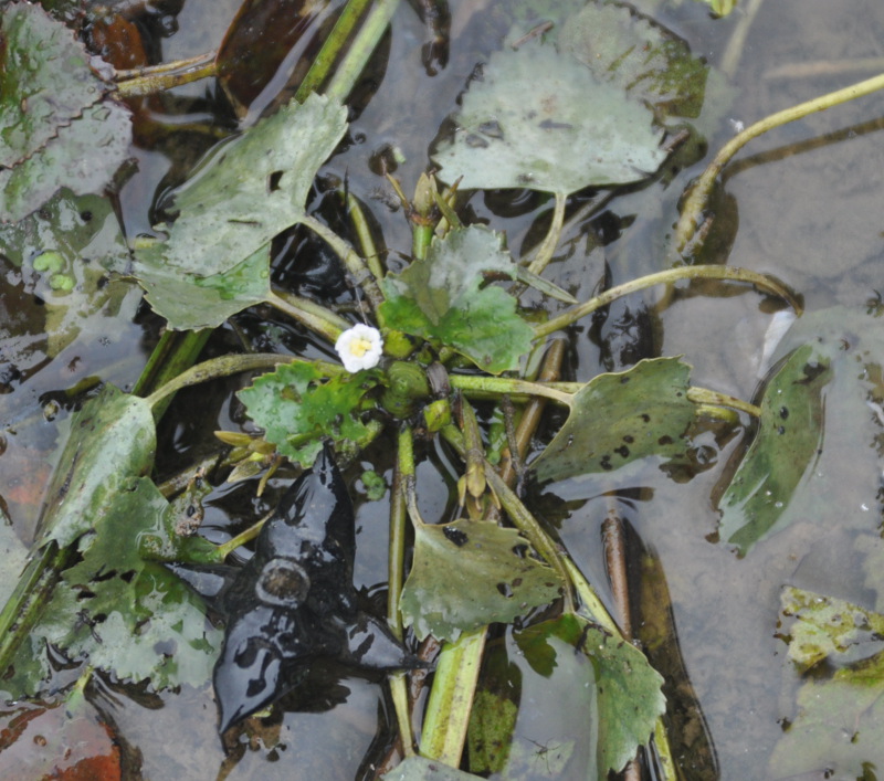 Image of Trapa sibirica specimen.