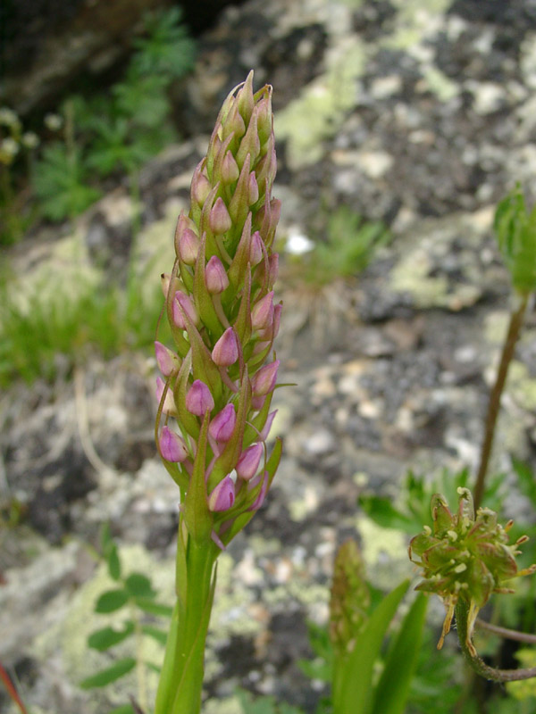 Image of Gymnadenia conopsea specimen.