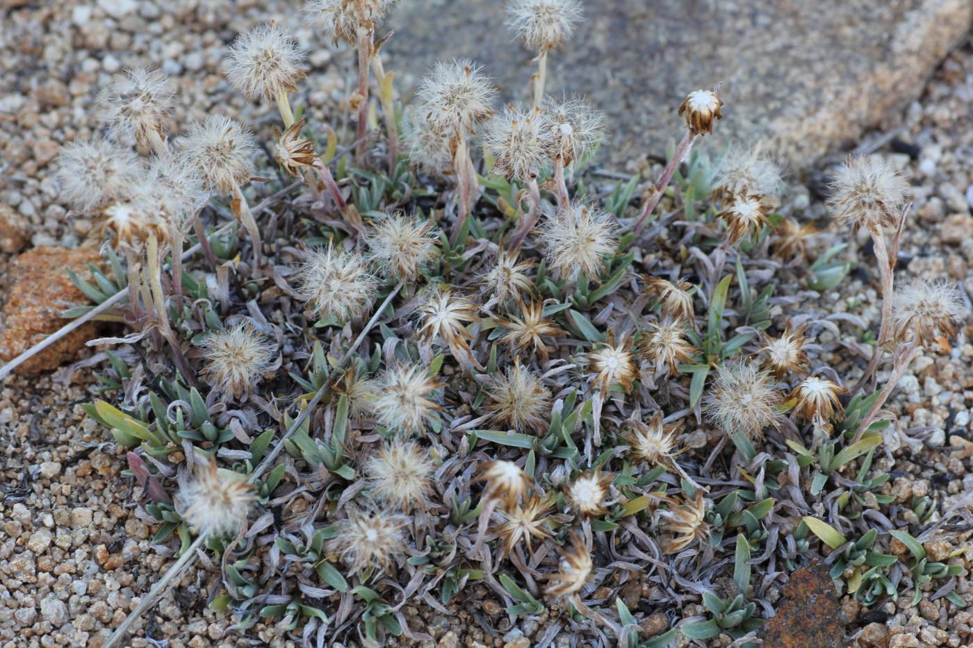 Image of Omalotheca supina specimen.
