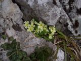 Primula vulgaris. Цветущее растение. Хорватия, Национальный парк Плитвицкие озера. 21 марта 2010 г.