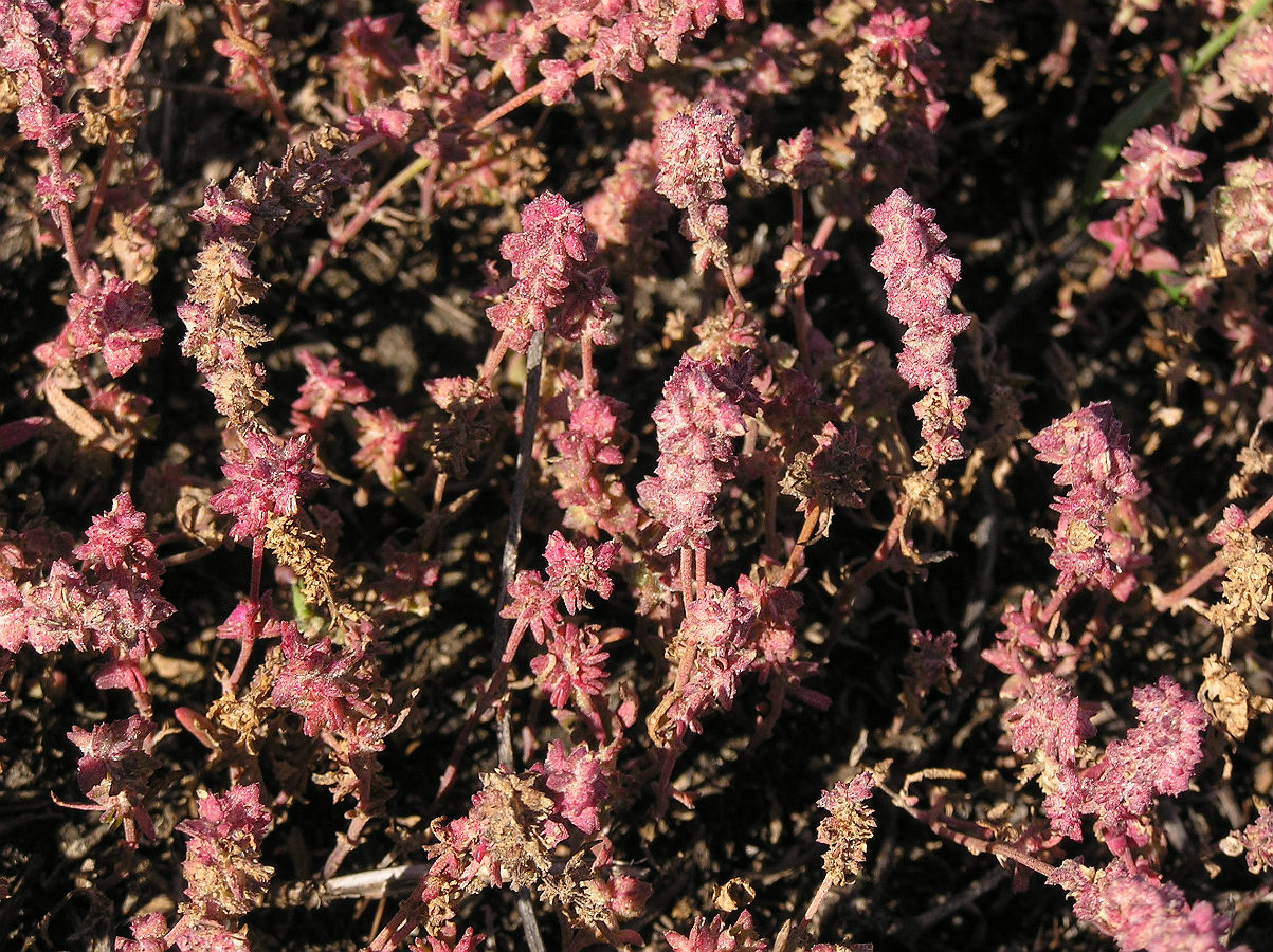 Image of Atriplex patens specimen.