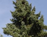 Picea omorika. Средняя часть кроны взрослого дерева. Германия, г. Кемпен, в частном саду. 19.10.2012.