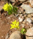 Biscutella laevigata