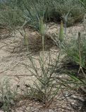 Tragopogon dubius подвид major. Отцветшее растение. Крым, берег оз. Сиваш. 22.05.2012.