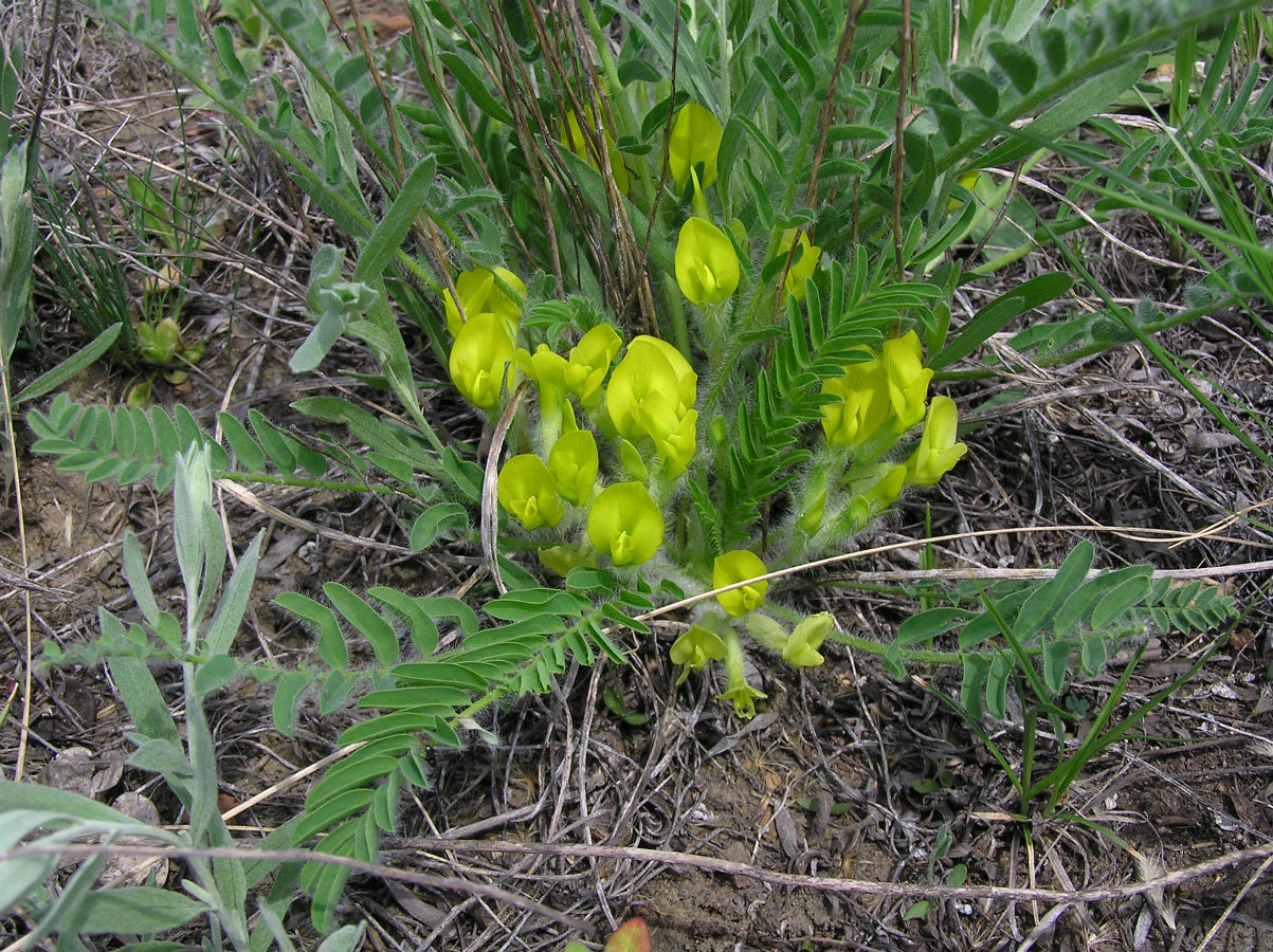 Image of Astragalus henningii specimen.