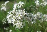 Gypsophila altissima. Часть соцветия. Иркутская обл., г. Бодайбо, правый борт долины р. Витим, разнотравный луг. 12.07.2012.