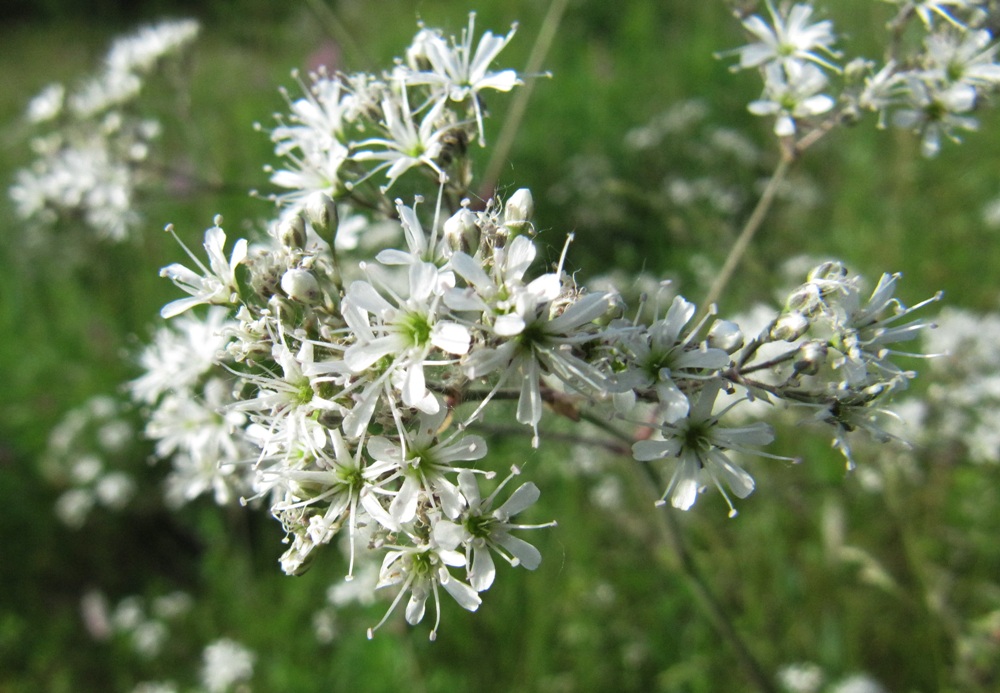 Изображение особи Gypsophila altissima.