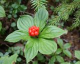 Chamaepericlymenum canadense