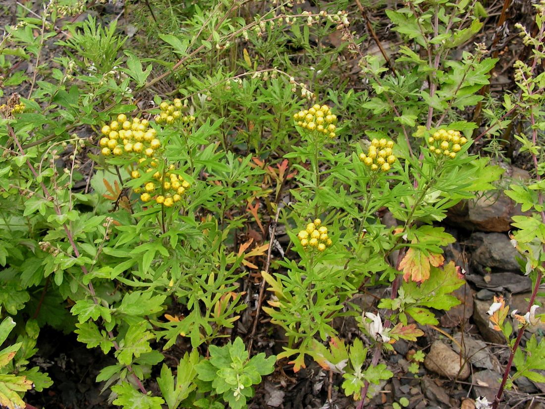 Image of Ajania pallasiana specimen.