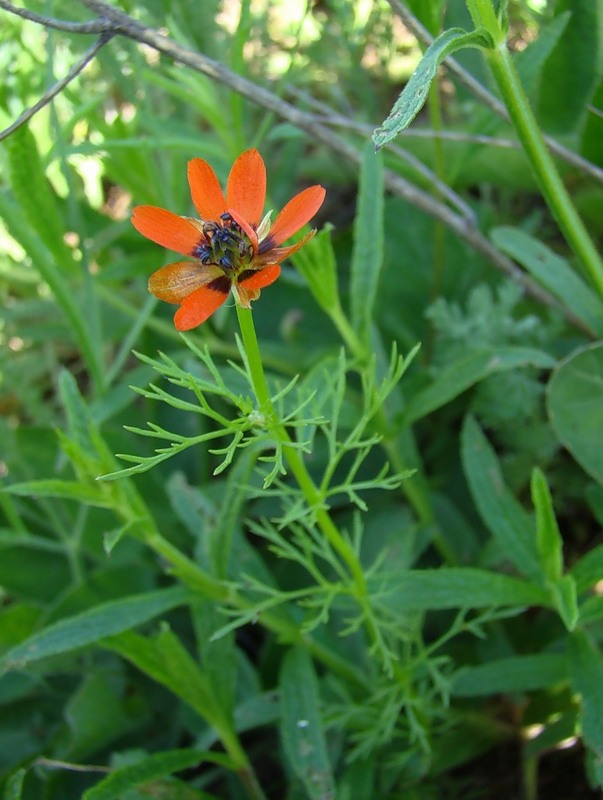 Image of Adonis aestivalis specimen.
