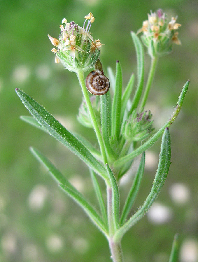 Image of Plantago afra specimen.