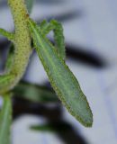 Haplophyllum tuberculatum